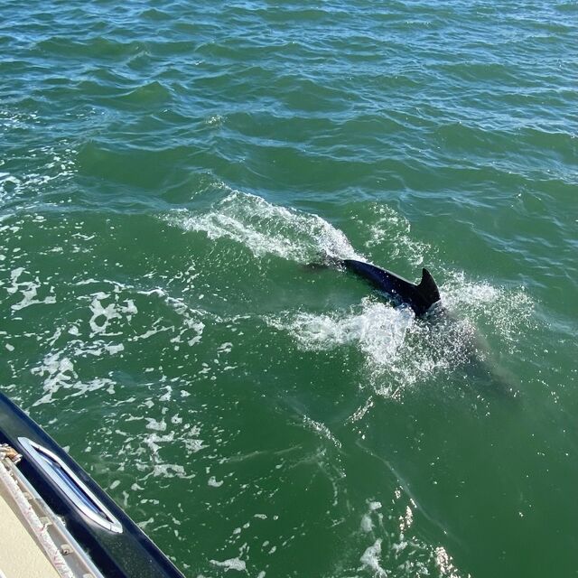 A dolphin swimming beside the Key Breeze
